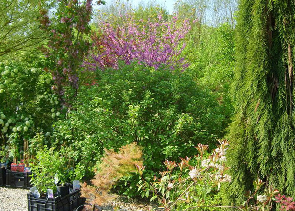 gazon et plantations